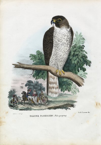 Falco pellegrino, 1863-79 da Raimundo Petraroja